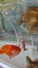 YEE鱼缸过滤材料细菌屋水族箱石英滤材硝化细远红外周转箱过滤器滤材 多边小号买5送5【共10根】远红 实拍图