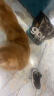 GO！SOLUTIONSGO七种肉狗粮鸡肉火鸡肉成犬无谷进口全犬种室内柴犬金毛中大型犬 七种肉12磅/5.44kg【效期26.11月】 实拍图