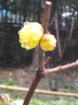 【冬季耐寒】日本海棠花苗盆栽室内绿植花卉观花庭院源头直发包邮 腊梅树苗 素心腊梅 六年盆景苗 实拍图