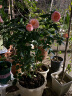 爱丽思花盆树脂塑料多肉花盆加厚防陶瓷种花种树凸纹爱丽丝 8号茶色 实拍图