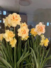 鑫意重瓣水仙花种球年宵绿植花卉室内水培桌面盆栽植物土培种球水仙 优选复瓣1个，多花品种 18-20CM+肥料1包 实拍图
