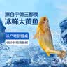 鲜京采【产地直采】冰鲜大黄鱼1条 300g起 黄花鱼 深海鱼 海鲜鱼类 实拍图