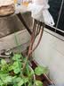 滨淇果树苗无花果苗当年结果波姬红南北方种植 1厘米粗1棵源头直发 实拍图