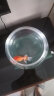 智汇 鱼缸 小型圆形玻璃小鱼缸 客厅办公室懒人金鱼缸乌龟缸 大号+（肚径30）高清加厚版 养鱼缸生态鱼缸懒人鱼缸 实拍图
