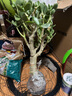 蝴蝶之舞 玉树盆栽老桩盆景大型多肉植物室内阳台办公桌红边大叶多肉植物 玉树7年苗（杆子3cm粗40cm高） 不含盆 实拍图