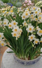 鑫意重瓣水仙花种球年宵绿植花卉室内水培桌面盆栽植物土培种球水仙 优选复瓣1个，多花品种 18-20CM+肥料1包 实拍图