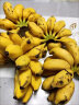 探味君 广西小米蕉 香蕉新鲜当季水果芭蕉苹果蕉粉蕉整箱带箱 3斤 实拍图