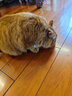 珍致（FancyFeast）猫罐头金罐进口猫湿粮 宠物成幼猫营养食品金枪鱼白肉浓汤啫喱罐 金枪鱼肉银鱼24罐【肉冻】 实拍图