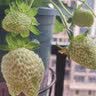 凤鸣雅世白奶油草莓种籽家庭阳台盆栽种植易活种孑奶油白草莓种子500粒 实拍图