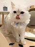 涴喵 苏氏纯种英短幼猫短毛猫大脸猫宠物猫咪活体辅助喂养 宠物级 【银渐层】 实拍图