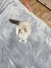 英凯仕猫毛净化器宠物吸毛养猫专用吸浮毛吸毛器猫砂盆毛发净化机1 吸毛除臭净化器无备用滤网 实拍图