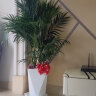 墨一散尾葵盆栽大型绿植花卉室内客厅办公室大盆 散尾葵1.2-1.4m含盆 实拍图