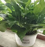植物菌立清杀菌剂通用型花病康百菌灵免稀释杀菌通用微生物菌剂营 【带喷头】 600g 2瓶 实拍图