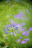 卡色（Kase）200mmF5.6全画幅折返镜头 甜甜圈定焦镜头背景虚化梦幻特效 适用于EF RF E Z G X微单相机卡口 【索尼E卡口】全画幅折返镜头 实拍图