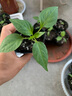 寿禾 红胡萝卜种子家庭阳台种植夏秋播种蔬菜种孑菜籽种籽萝卜籽 富士红笋胡萝卜种子10g约5000粒 晒单实拍图