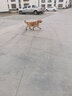 TRUELOVE狗狗鞋子不掉脚套金毛柯基保暖透气小中大型犬耐磨防泼水防脏狗爪 桔色（防泼水款） 8号 实拍图