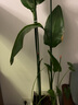 西普顿植物支撑杆藤蔓杆黄瓜番茄爬藤支撑杆菜园盆栽蔬菜搭架杆花卉支柱 直径11mm*长1.5m(10根) 大 实拍图
