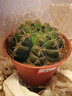 种花迷绯花玉仙人球盆栽四季开花好活净化空气吸甲醛桌摆办公室花卉绿植 玫红原盆原土 大球7-8厘米 实拍图