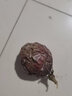百香果 钦蜜9号黄金百香果 新鲜水果 茶饮水果原料 西番莲 鸡蛋果 10枚装 【超美味大果】单果60-70g 实拍图