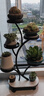 速立普SHULIPU花架客厅落地式花瓶花盆架轻奢高档多层花架子底座多肉绿植置物架 富贵树【黑色五层】45*90 实拍图