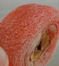 栩季（XUJI）陕西富平降霜圆柿饼流心柿饼特级吊饼柿子饼独立包装精选品整箱 吊柿饼3斤【礼盒装+手提】 实拍图