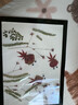 天然真树叶植物标本幼儿园手工贴画儿童diy干树叶落叶手工材料包 儿童diy手工贴画-金鱼觅食 实拍图