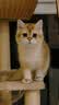 派阿哥橡胶木全实木剑麻太空舱仿藤编猫爬架猫窝一体猫抓柱猫玩具小户型 实拍图