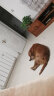 比瑞吉俱乐部系列大型犬成犬粮通用狗粮16kg金毛萨摩耶拉布拉多 实拍图