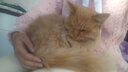 YITO 宠物鱼油靓毛爆猫粉美毛亮毛黑鼻头卵磷脂美毛护肤猫狗掉毛鱼油 宠物深海鱼油40粒/瓶 实拍图