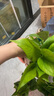 格调生活绿萝盆栽室内花卉盆栽垂吊长藤绿箩懒人桌面客厅绿植四季常绿 120蓝色加仑吸水绿萝+喷壶+肥2包 实拍图
