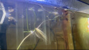 卡奇鱼 孔雀鱼 凤尾鱼 胎生鱼 热带观赏鱼淡水活体鱼小型鱼纯种好养易活 孔雀鱼套餐A（图片所示） 晒单实拍图