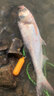 鑫达瓦鱼竿超轻超硬手竿19调钓鱼竿碳素台钓竿巨物竿大物竿黑坑竿渔具 7.2m 10H保钓100斤+钓鱼礼包 实拍图