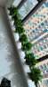 双盟绿萝盆栽除甲醛花卉绿植办公室新房净化空气180款白盆4盆源头直发 实拍图