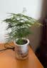 农宝懒人自动吸水花盆塑料树脂简约绿萝箩多肉室内水培花盆白色 3个装 实拍图