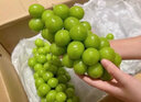 果贤达晴王阳光玫瑰葡萄日本引进品种当季新鲜无核无籽香印葡萄水果 1.5斤 【尝鲜装】 实拍图