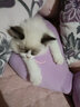 嬉皮狗猫咪饮水机宠物自动喂食器狗狗饮水器喝水神器流动不插电用品大全 【促销款】基础款3.8L饮水器 无规格 实拍图