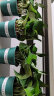 双盟绿萝盆栽除甲醛花卉绿植办公室新房净化空气 110款8盆源头直发 实拍图