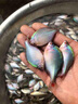 抓黄鳝龙虾泥鳅河虾捕虾药虾笼专用诱饵鳝鱼小药饵料伞笼万能鱼饵 鱼笼试用【中包】饵料送2饵料球 实拍图