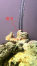 YEE免爆藻深海活石新鲜高钙海水鱼缸快速开缸造景多孔微生物菌群过滤 甄选精品3斤 晒单实拍图
