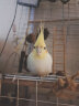 开元(KO) 鹦鹉滋养丸 500g/袋 鹦鹉饲料中小型鹦鹉专用鸟粮 实拍图