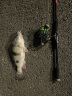SHIMANO 禧玛诺 22款斯泰拉STELLA纺车轮路亚轮远投轮浅深杯海钓轮 22款STELLA 2500HG 其他  左右手互换型 实拍图