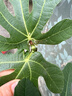 滨淇果树苗无花果苗当年结果波姬红南北方种植苗 3厘米粗1棵源头直发 实拍图