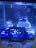 森森（SUNSUN） 鱼缸水族箱金鱼缸带灯鱼缸过滤器玻璃鱼缸桌面鱼缸 黑色 高清玻璃HR-230（不带18件） 实拍图