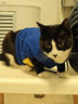 乐卡利 猫咪宠物衣服服饰潮牌秋冬小奶猫防掉毛笑脸卫衣猫猫秋衣秋冬 猫咪衣服【蓝色 XL】 实拍图