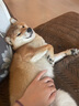 INSTINCT百利无谷鸡肉犬粮60g*30包 到手1.8KG 部分效期25年11月 实拍图