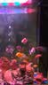 百因美硝化细菌胶囊鱼缸水族箱消化细菌水质净化稳定水质硝化菌 实拍图