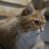 佳能（Canon） rf24 1.8全画幅微单超广角定焦镜头 适用 R6 R5 RP R10 R7 RF24mm F1.8 MACRO IS STM 标配【无滤镜配件~建议选套餐】 实拍图