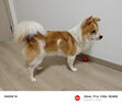 爱犬岛美国进口Everday系列温和配方幼犬无泪犬用香波宠物沐浴露473ml 实拍图