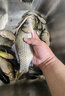 鲤跃 绑好的鱼钩成品子线双钩仕挂鱼钩套装渔钩钓钩套装 新关东无刺0.5#子线1.0 实拍图