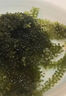爱尚港新鲜盐渍海葡萄即食品儿童海带海藻草凉拌菜鱼子酱火锅寿司商家用 铝膜包装600g+12种蘸料 实拍图